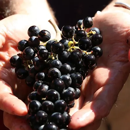 Tenuta Alloggio per agriturismo San Marcello (Ancona)